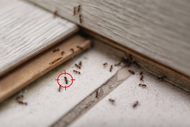 Best Ant Control Services  in Herscher, IL